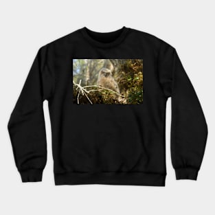 Baby Owl Crewneck Sweatshirt
